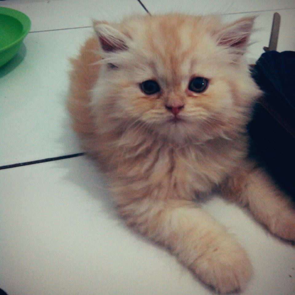 Gambar Animasi Lucu Kucing Terlengkap Display Picture Update