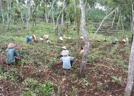 Pengertian Hutan Tanaman Rakyat (HTR)  SAKA WANABAKTI KAWALI