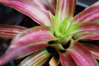  Bromeliad สับปะรดสี