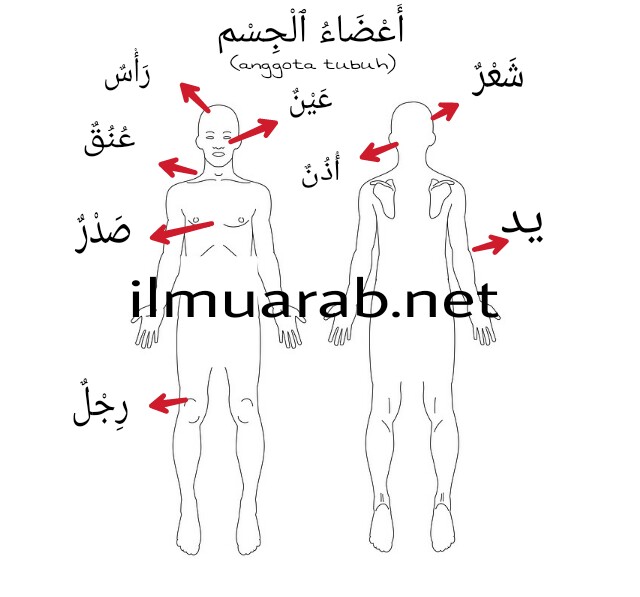 55 Kosakata Bahasa  Arab  Anggota  Tubuh  Beserta Artinya 