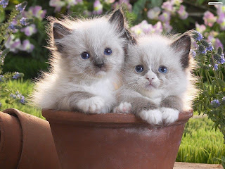 Katten in een bloempot