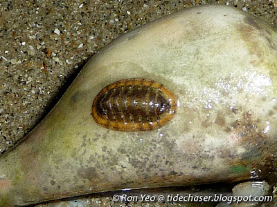 Chiton (Class Polyplacophora)