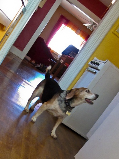 Beagle Arrival (1)