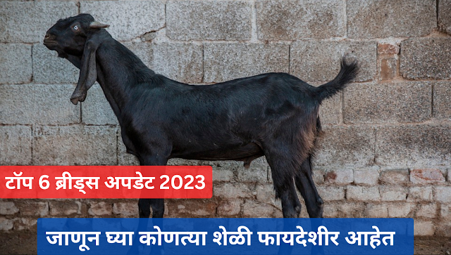 कोणती शेळी फायदेशीर आहे हे तुम्हाला माहिती आहे का? टॉप 6 ब्रीड्स मराठी अपडेट 2023 | Do you know which goat is profitable? top 6 breeds marathi update 2023