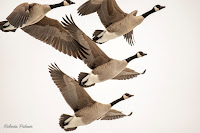 Canada geese in flight, Vernon River, PEI, Canada - by Roberta Palmer, Feb. 2019