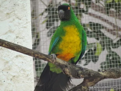 parrot at Kula Eco Park in Fiji