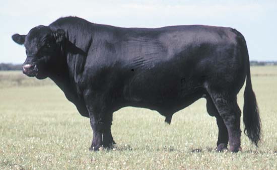 Black Angus