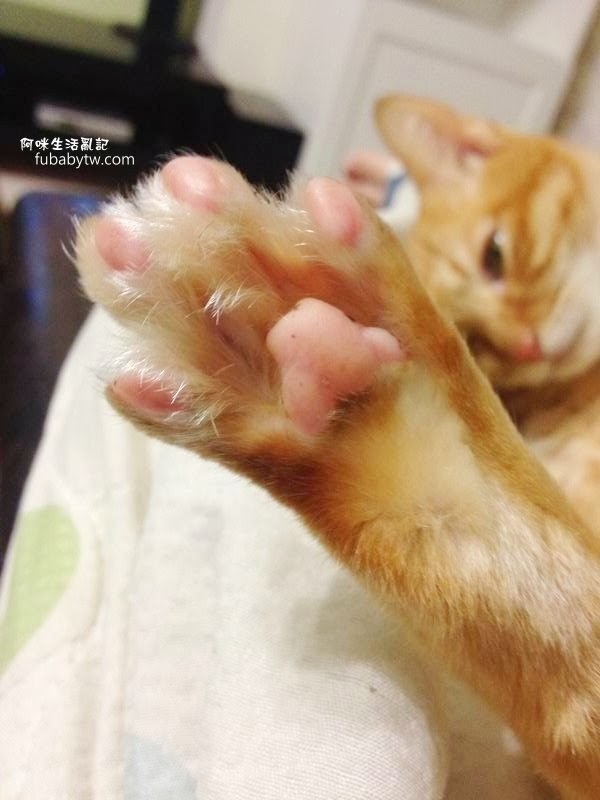 調整大小IMG_3085