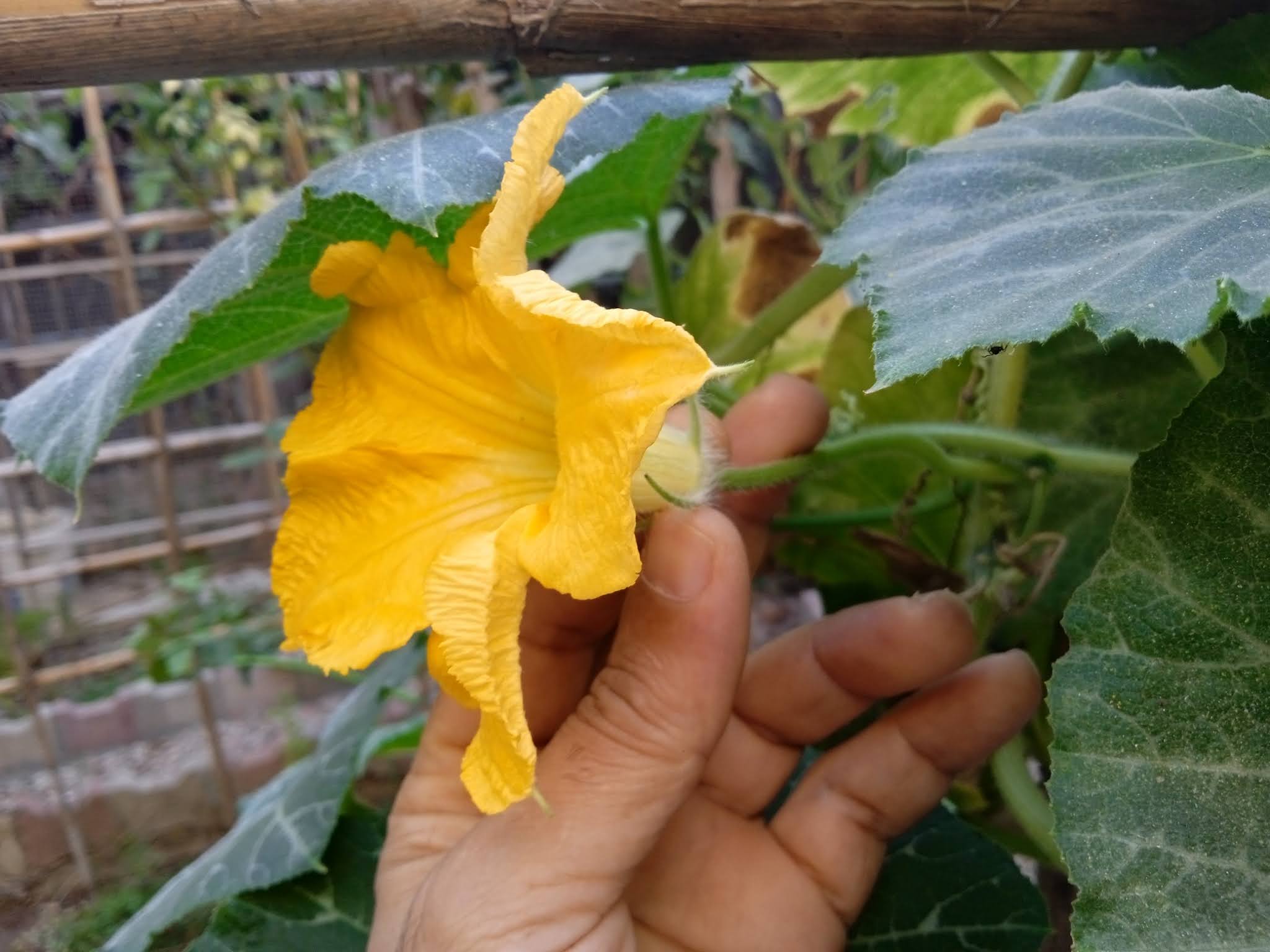 Males flowers form on the plant first and bloom much earlier in the season. The stem of male squash flower below the blossoms are long and thin.