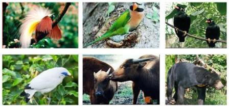 Flora dan Fauna Identitas Provinsi di Indonesia Mikirbae com