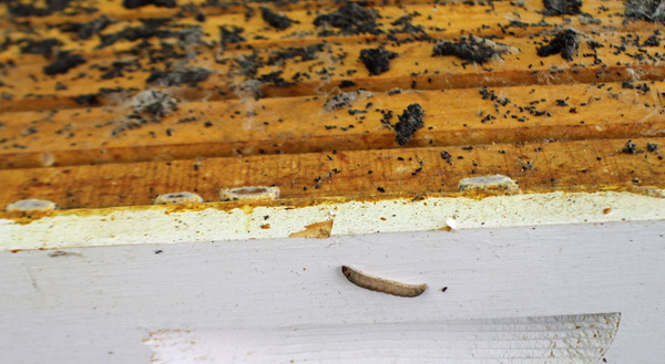 MObugs: Honey Bees + Wax Worms= Epic Fail