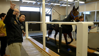 Purdue University biomedical engineers and veterinarians have developed a remote horse slicker that can be used to monitor a horse’s respiratory, cardiac and muscular systems. The horse slicker is being tested by a horse on a treadmill. (Purdue University photo)