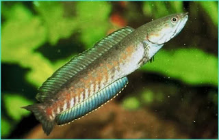 rahasia ikan gabus