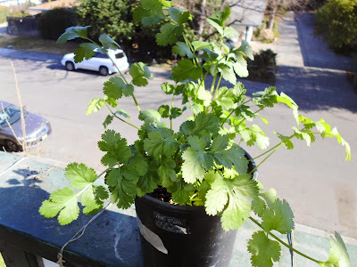 Cilantro bucket