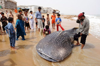 Shark Seen On www.coolpicturegallery.us