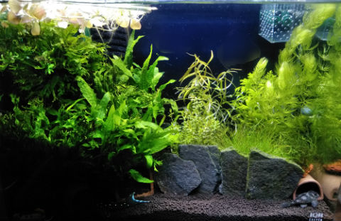 ソイルが寿命迎えたので交換 ミナミヌマエビは 水質はどうなった 主夫の綴るブログ アクアリウム情報発信ブログ 晴耕雨読