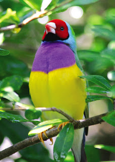 Gouldian Finch Bird Pictures