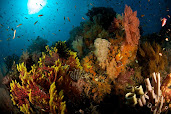 #4 Coral Reef Wallpaper