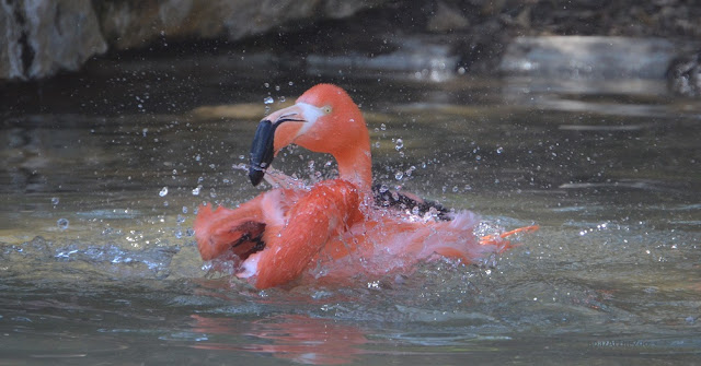 A flamingo splashes low in the water.