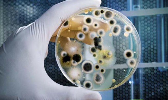 Relatório da ONU alerta que superbactérias podem matar milhões de pessoas por ano até 2050