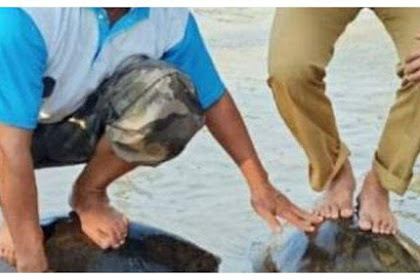 Foto Berdiri Diatas Kura-kura 2 Kepala Dinas Menjadi Viral