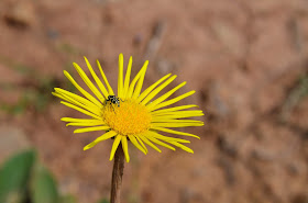 Flower and a Yellow Bug #SterkfonteinDam #SA #PhotoYatra #TheLifesWayCaptures