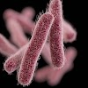 Shigellosis: Causes, Symptoms, Treatment and Prevention