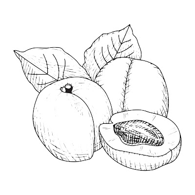 70+ Cartoon images of Apricot fruit