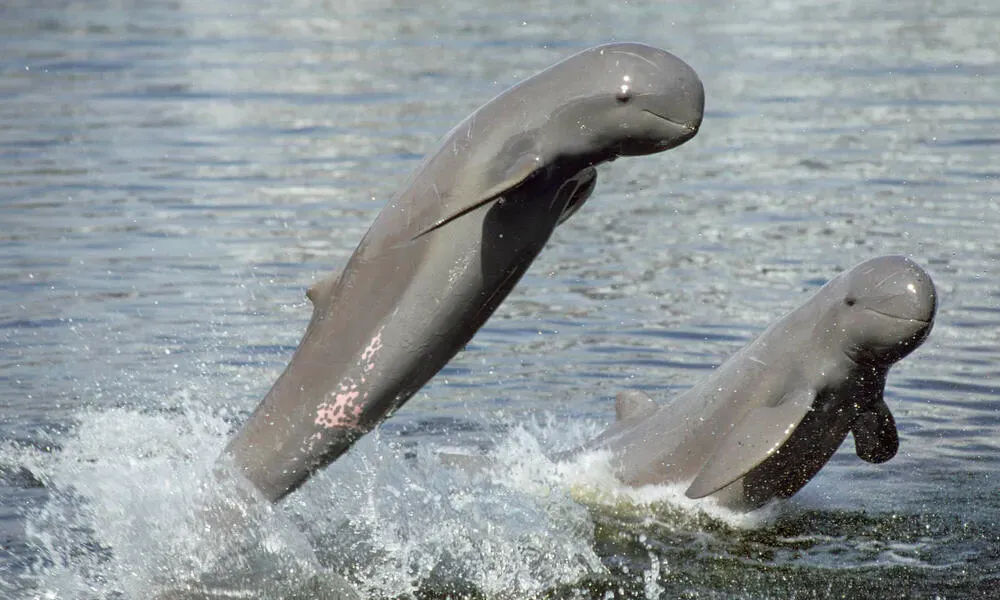 Irrawaddy Dolphin in Sundarban