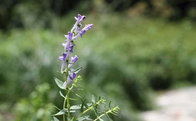 Baikal Skullcap Flowers Pictures