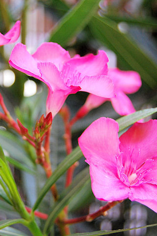 wallpaper de flores. Flowers and roses wallpapers