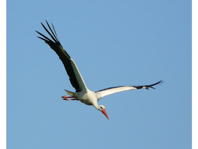 Stork