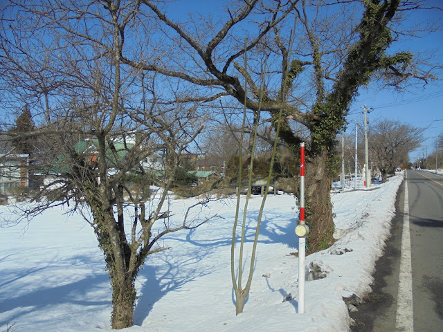 ホテル旬香大山リゾートとソメイヨシノ桜の古木