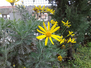 margaridas amarelas (Euryops pectinatus)