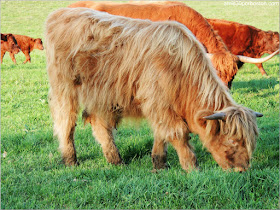 Trapp Family Lodge: Scottish Highlander