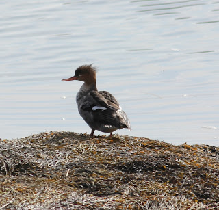 female red breasted merganser