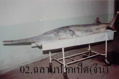 ปลา ฉลามปากเป็ดจีน Chinese paddlefish เป็นปลาน้ำจืดที่หายากที่สุดในโลก