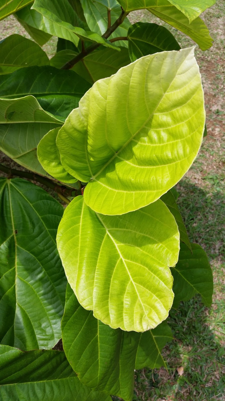 Warisan Petani Pokok  Ara  Mekah 