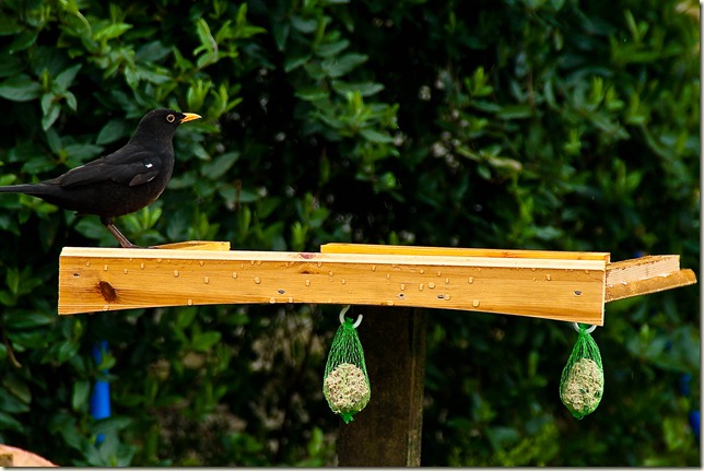 black bird on bird table-1-2