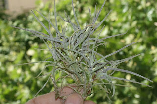 tillandsia recurvata