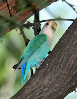 Aves exoticas del Amazonas y del Mundo: Curiosas, raras, extrañas y sorprendentes.