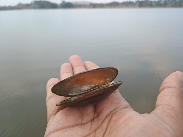 MariaPura Lake , A Hidden Gem Near Bannerghatta