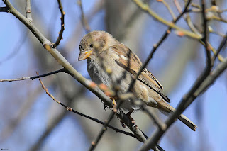 gorrion-moruno-passer-hispaniolensis-Hembra-