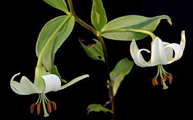 Лилия Пуалана / Лилия Пуалена (Lilium poilanei)