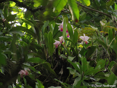 Cattleya quadricolor - Beautiful Cattleya care