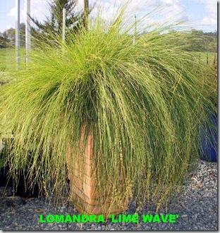 Lomandra_Lime_Wave