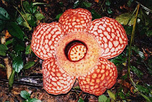 Raflesia.cantleyi