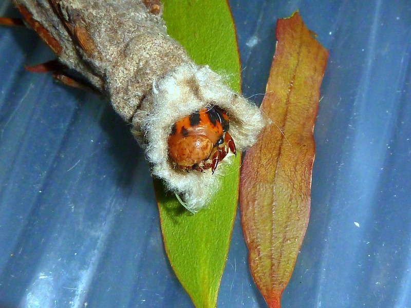 bagworm-moths-case-8