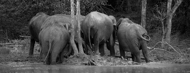 NH766 Wayanad Sultan Bathery Bandipur Muthanga Mudumalai Tiger Reserve National Park Sanctuary Western Ghats wildlife elephants