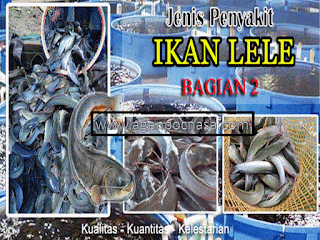 Pencegahan Dan Pengobatan Hama Dan Penyakit Pada Ikan Lele